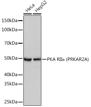 PKA RIIa (PRKAR2A) Monoclonal Antibody [9C6B3]
