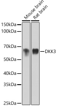 DKK3 Monoclonal Antibody [1R5E0]