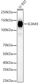 ICAM3 Polyclonal Antibody