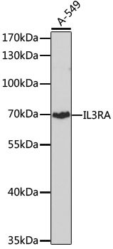 IL3RA Polyclonal Antibody