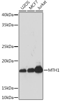 MTH1 Monoclonal Antibody [0P6T10]