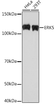 ERK5 Monoclonal Antibody [5C1P5]