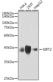 SIRT2 Monoclonal Antibody