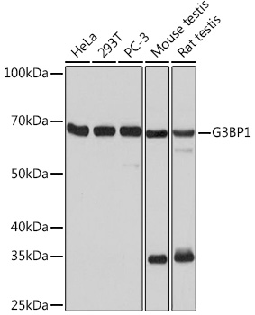 G3BP1 Monoclonal Antibody [5A4T0]