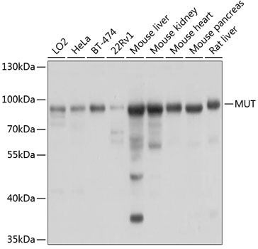 MUT Polyclonal Antibody