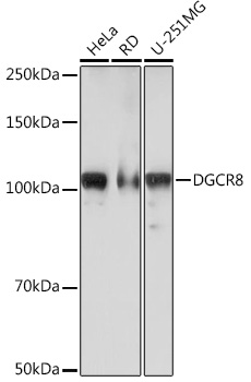 DGCR8 Monoclonal Antibody [3T5Q6]