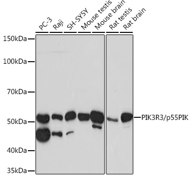 PIK3R3/p55PIK Monoclonal Antibody [2I10M9]