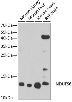 NDUFS6 Polyclonal Antibody