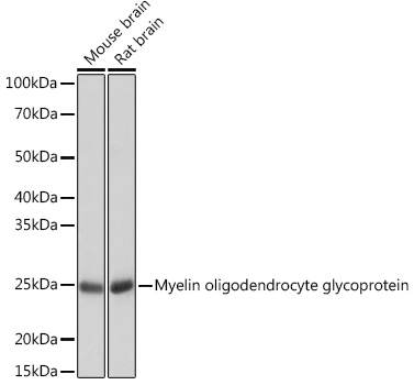 Myelin oligodendrocyte glycoprotein Monoclonal Antibody [7G8C4]