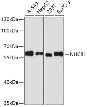 NUCB1 Polyclonal Antibody