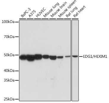 EDG1/HEXIM1 Monoclonal Antibody
