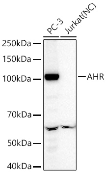 AHR Monoclonal Antibody