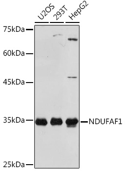 NDUFAF1 Monoclonal Antibody [4K8Y8]