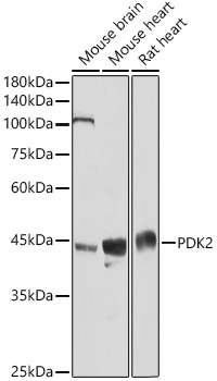 PDK2 Polyclonal Antibody