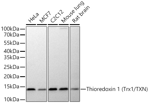 Thioredoxin 1 (Trx1/TXN) Monoclonal Antibody [1O2H10]
