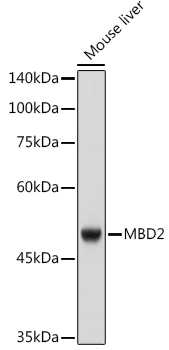 MBD2 Monoclonal Antibody [4D4D5]