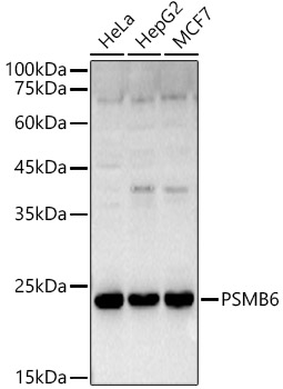 PSMB6 Polyclonal Antibody