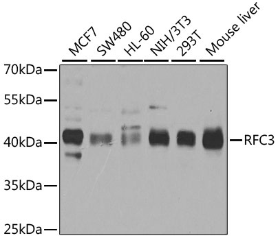 RFC3 Polyclonal Antibody