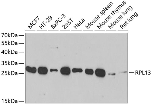 RPL13 Polyclonal Antibody