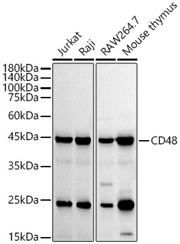 CD48 Monoclonal Antibody [1B6W3]