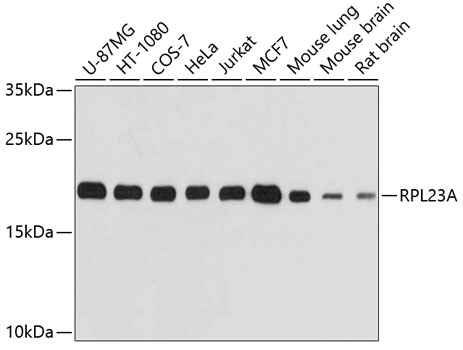 RPL23A Polyclonal Antibody