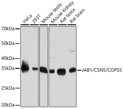 JAB1/CSN5/COPS5 Monoclonal Antibody [3X5F0]