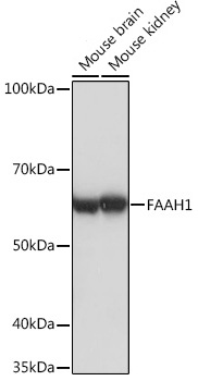 FAAH1 Monoclonal Antibody [10A1M7]