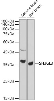 SH3GL3 Polyclonal Antibody