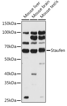 Staufen Polyclonal Antibody