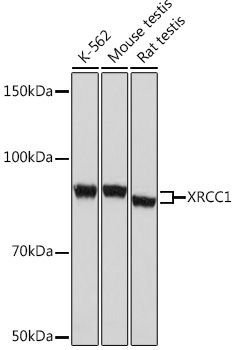 XRCC1 Monoclonal Antibody [2X1U4]