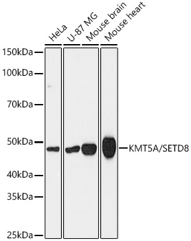 KMT5A/SETD8 Monoclonal Antibody [5M9P5]&nbsp;<img src="images/icon_newarrival.gif" alt="new" border="0">