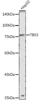 TBX3 Polyclonal Antibody