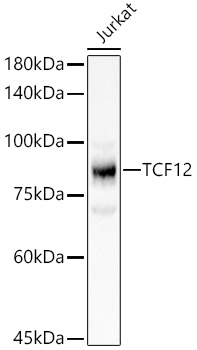 TCF12 Polyclonal Antibody