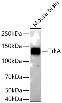 TrkA Monoclonal Antibody [9F4Y9]
