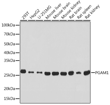 PGAM1 Monoclonal Antibody [7V9H9]