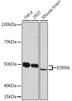 ESRRA Monoclonal Antibody [2R10S3]