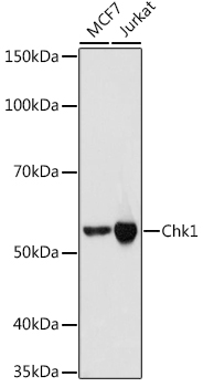 Chk1 Monoclonal Antibody [0S3Q1]