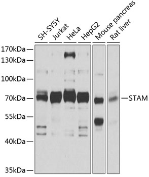 STAM Polyclonal Antibody