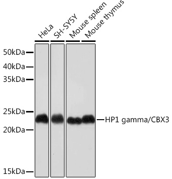 HP1 gamma/CBX3 Monoclonal Antibody [7B7Q2]