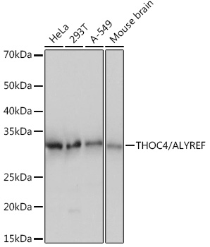 THOC4/ALYREF Monoclonal Antibody [6I4T10]