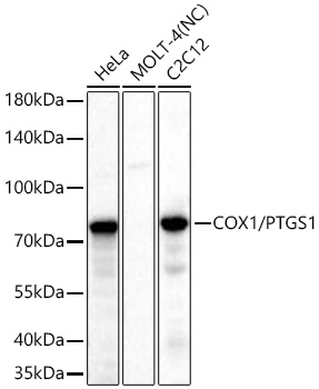 COX1/PTGS1 Monoclonal Antibody [8L4X10]