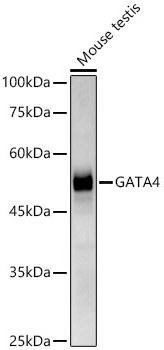 GATA4 Monoclonal Antibody [1M2E4]