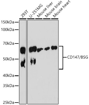 CD147/BSG Monoclonal Antibody [5W2P7]