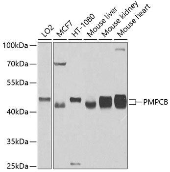 PMPCB Polyclonal Antibody