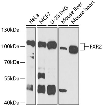 FXR2 Polyclonal Antibody