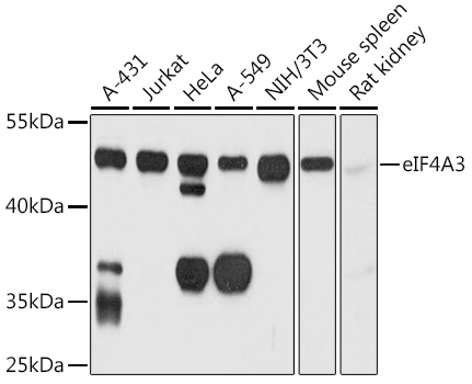 eIF4A3 Polyclonal Antibody