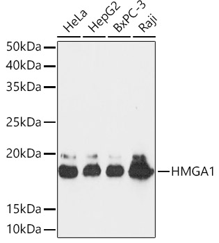 HMGA1 Monoclonal Antibody [5J0E6]
