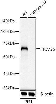 TRIM25 Monoclonal Antibody