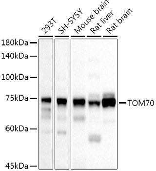 TOM70 Polyclonal Antibody