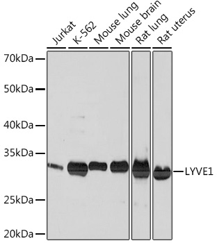 LYVE1 Monoclonal Antibody [4G7C3]
